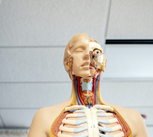 model of human body